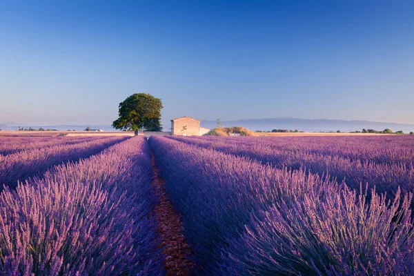 stock image Fields of Lavender in Provence, France