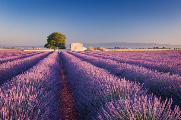 Campos Lavanda Provence França — Fotografia de Stock