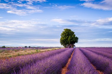 Provence, Fransa'da Lavanta Tarlaları