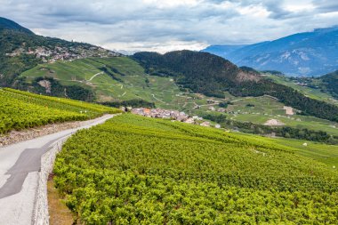 İsviçre Alplerinin altındaki üzüm bağları