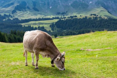 İsviçre tarlasında otlayan inek