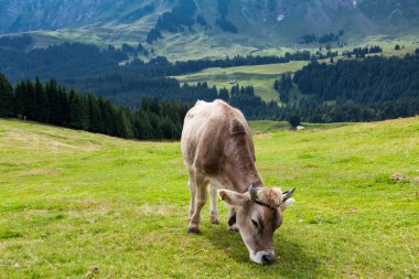 İsviçre tarlasında otlayan inek