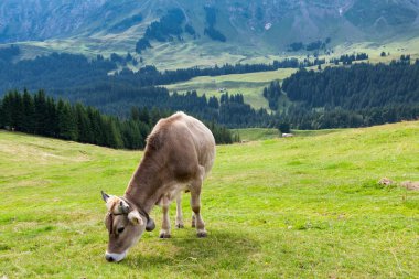 İsviçre tarlasında otlayan inek