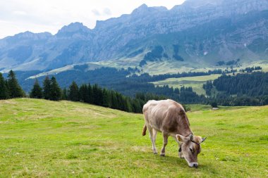 İsviçre tarlasında otlayan inek