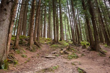 İsviçre Ormanının manzarası