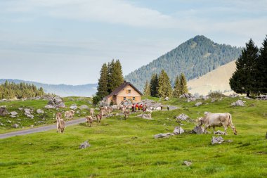 İsviçre tarlasında otlayan inekler.
