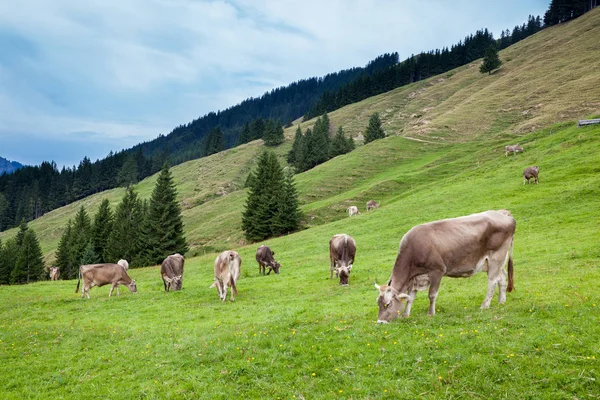 Vacas Pastoreo Campo Suiza — Foto de Stock