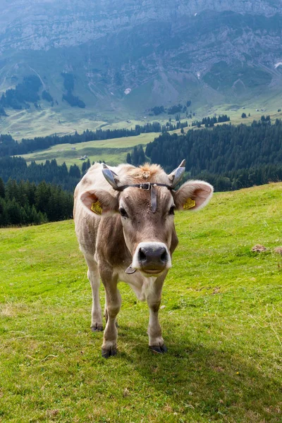 Vaca Pastando Campo Suiza — Foto de Stock