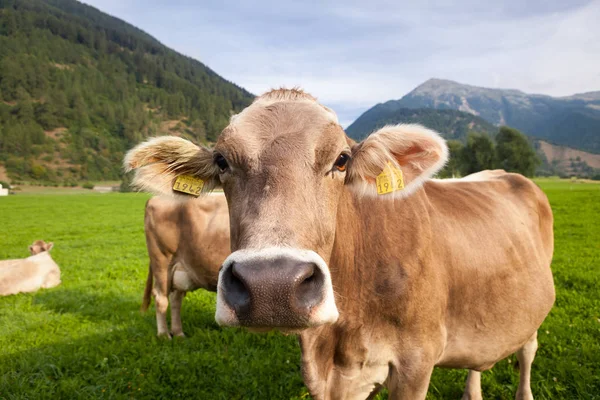 Vaca Pastando Campo Suiza — Foto de Stock