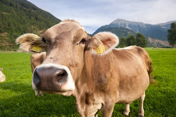 Vaca Pastando Campo Suiza — Foto de Stock
