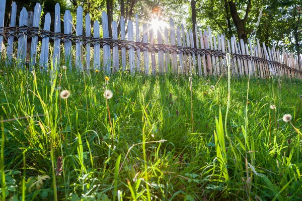 Sonnenstrahlen Und Grünes Gras — Stockfoto