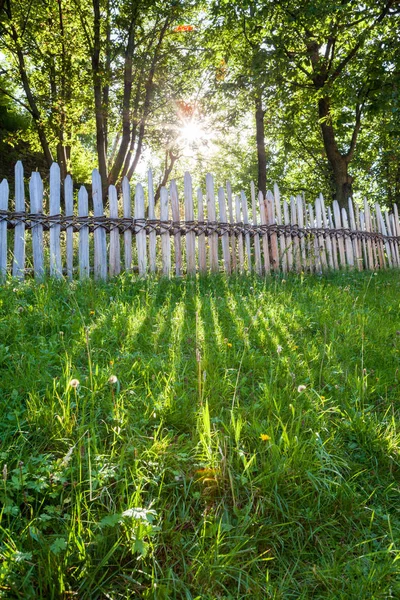 Rays of Sun and green Grass