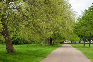 Ağaçlardaki patika, Hyde Park, Londra