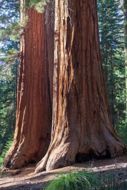 Yosemite Vadisi, Yosemite Np, Kaliforniya, Amerika Birleşik Devletleri