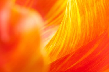 lale çiçeği yaprakları yakın çekim, seçici odak