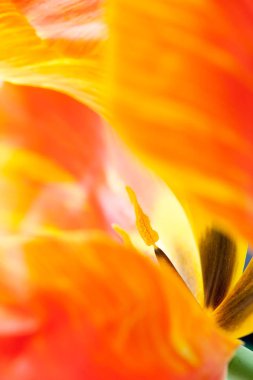 lale çiçeği yaprakları yakın çekim, seçici odak