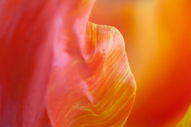 lale çiçeği yaprakları yakın çekim, seçici odak