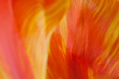 lale çiçeği yaprakları yakın çekim, seçici odak