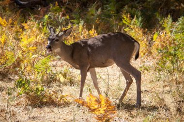 Yosemite Vadisi'ndeki geyik, Yosemite Np, Kaliforniya, Amerika Birleşik Devletleri