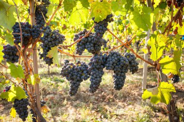 Üzüm Hasadı, seçici odak