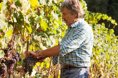 İtalya 'da üzüm bağında üzüm toplayan yerel bir adam. 