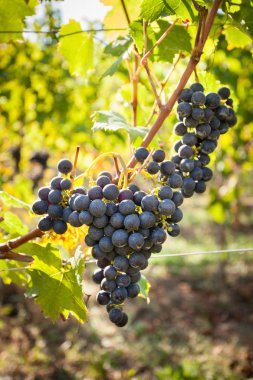 Üzüm Hasadı, seçici odak