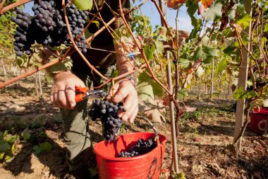 Üzüm Hasadı, seçici odak