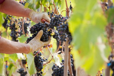 Üzüm Hasadı, seçici odak