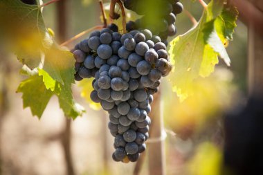 Üzüm Hasadı, seçici odak