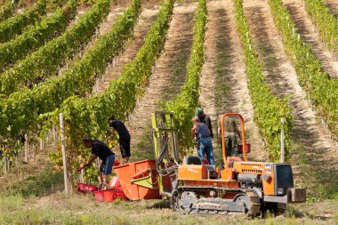Üzüm bağında üzüm hasadı, İtalya 