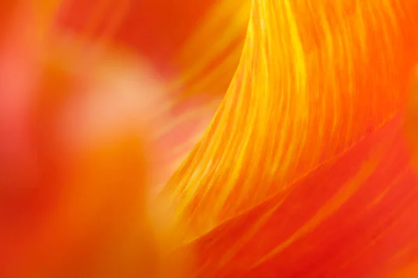 Close Tulip Flower Petals Selective Focus — Stock Photo, Image