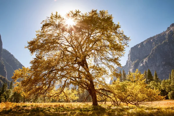 Dolina Yosemite Yosemite Kalifornia Usa — Zdjęcie stockowe