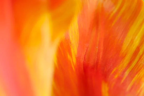 Close Pétalas Tulipa Flor Foco Seletivo — Fotografia de Stock