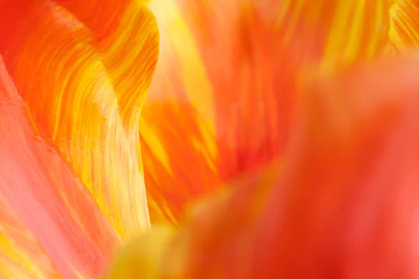 Close Pétalas Tulipa Flor Foco Seletivo — Fotografia de Stock