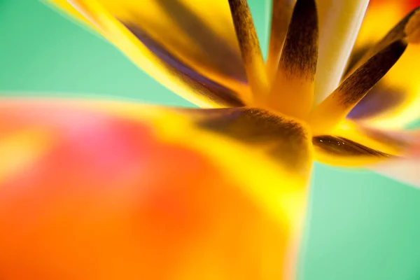 Közeli Tulipán Virágszirmok Szelektív Fókusz — Stock Fotó