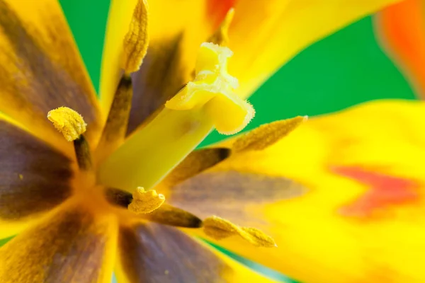 Közeli Tulipán Virágszirmok Szelektív Fókusz — Stock Fotó