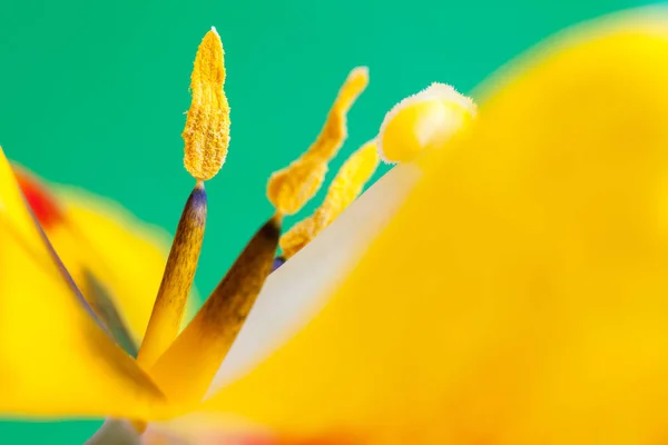 Close Tulip Flower Petals Selective Focus — Stock Photo, Image