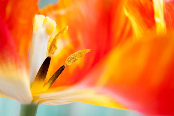 Close Tulip Flower Petals Selective Focus — Stock Photo, Image