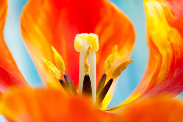 チューリップの花びらのクローズアップ 選択的な焦点 — ストック写真