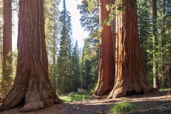 Yosemite Vadisi, Yosemite Np, Kaliforniya, Amerika Birleşik Devletleri