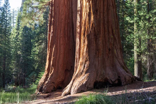 Yosemite Valley Yosemite Kalifornien Usa — Stockfoto