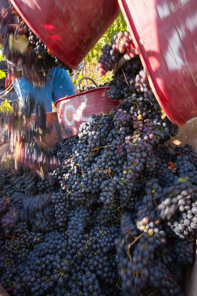 Vendemmia Selettiva — Foto Stock