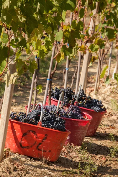Grape Harvest Selective Focus — Stock Photo, Image