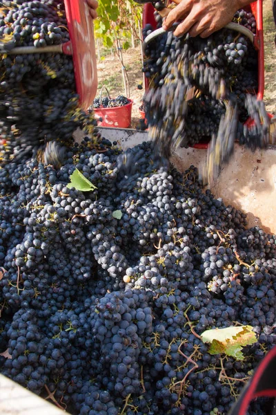 Grape Harvest Selective Focus — Stock Photo, Image