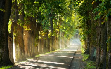 Bahar sabahında ağaçlarla kaplı cadde