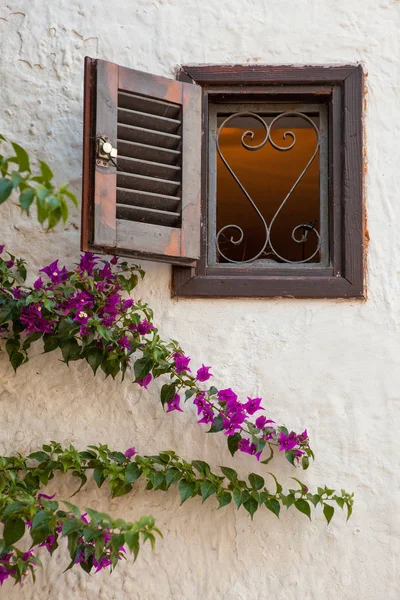 Bucanvil Flor Flores Púrpuras Contra Casa Vieja Apulia Italia — Foto de Stock