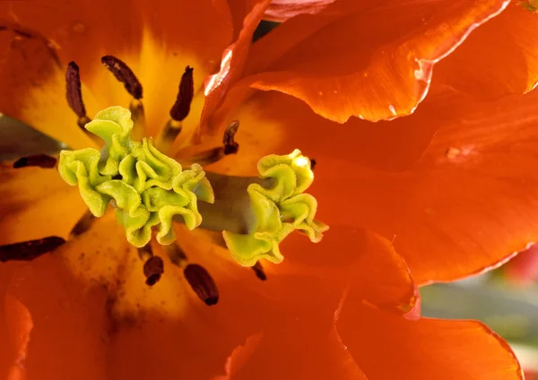 Çiçek Açan Seçici Odak — Stok fotoğraf