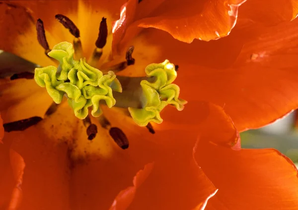 Flores Florescentes Foco Seletivo — Fotografia de Stock