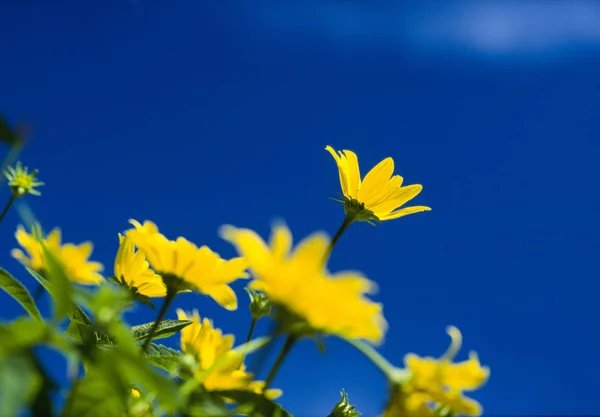 Çiçek Açan Çiçekler Seçici Odak — Stok fotoğraf