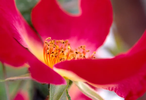 Квітуча Квітка Вибірковий Фокус — стокове фото